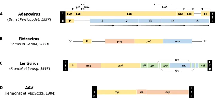 Figure 2 : Représentation des génomes viraux : 