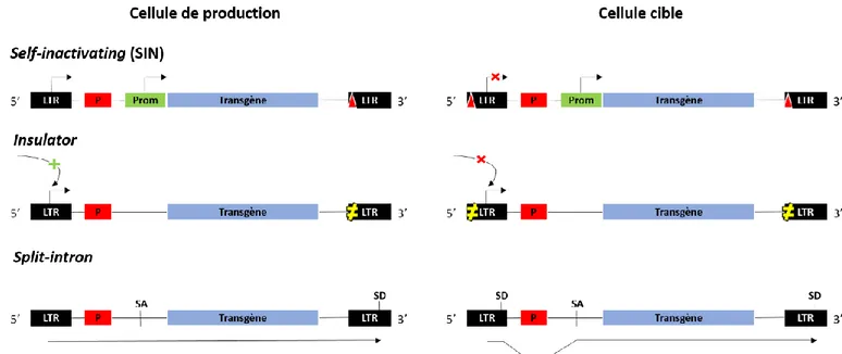 Figure 4 : Sécurisation du risque réplicatif et oncogénique lors de la transduction  Par duplication de la région 3’LTR, contenant (A) une délétion du promoteur viral, (B) une  séquence isolante ou (C) un site donneur d’intron, en 5’LTR (adapté de Yi et al