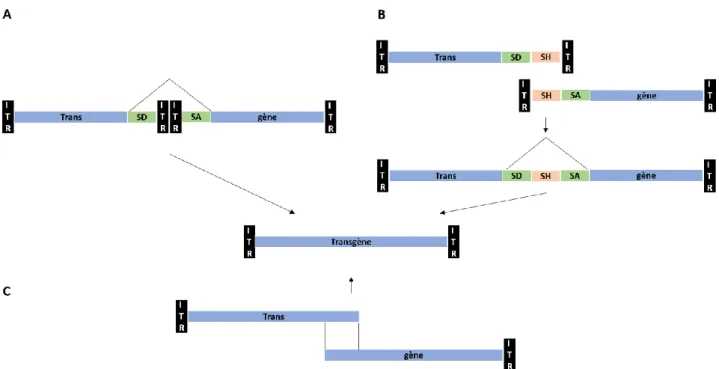 Figure 6 : Représentation des technologies dual vector et oversize 