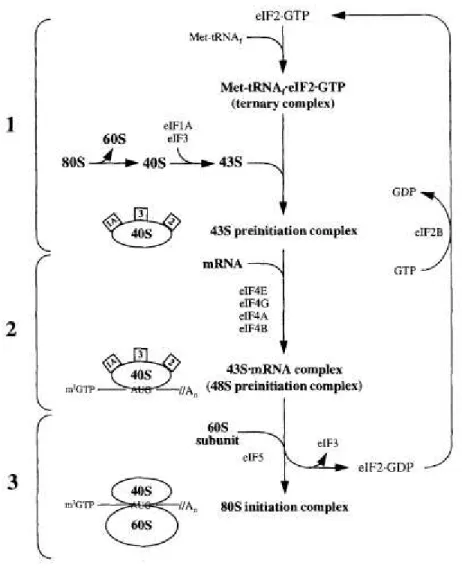 Figure  1  –  L’initiation  de  la  traduction  chez  les  eucaryotes.  Les  3  étapes  de  l’initiation  de  la  traduction;  (1)  la  formation  du  complexe  ternaire  (CT)  et  du  complexe  de  pré-initiation  43S;  (2)  la  formation du complexe de p