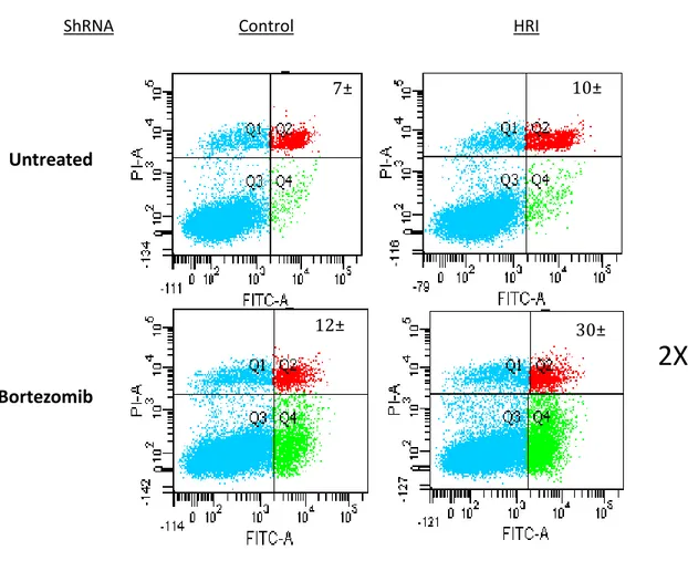Figure 9 –  La déplétion de protéine HRI sensibilise les cellules cancéreuses à la mort  cellulaire suite à un traitement de Bortezomib 