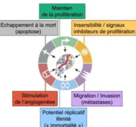 Figure 1 : Six  caractéristiques des cellules cancéreuses initialement décrites (Hanahan et Weinberg 2000)