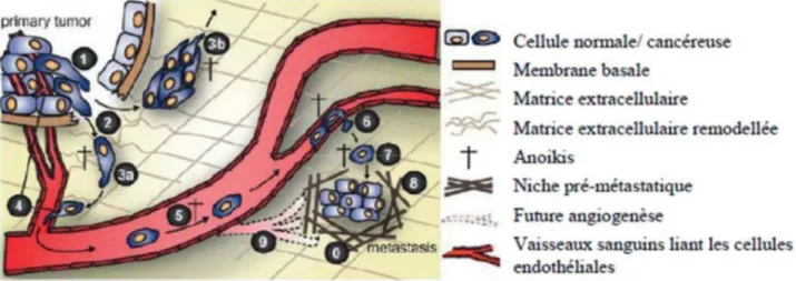 Figure 2 : Cascade métastatique (Mongaret et Sautou 2016; Geiger et Peeper 2009)