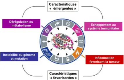 Figure 3 : Les quatre nouvelles caractéristiques décrites (Hanahan et Weinberg 2011)