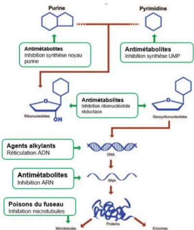 Figure 9 : Mécanisme d'action des chimiothérapies conventionnelles (Connor et McDiarmid 2006)