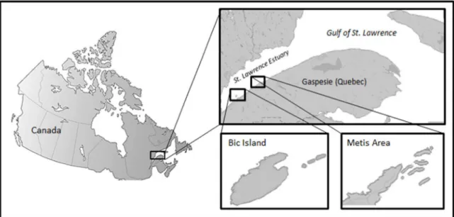 Figure 2.1.  Location of the two harbour seal (Phoca vitulina) breeding sites under study in the St