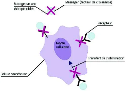 Figure 4 : Les différents niveaux de blocage des thérapies ciblées, d'après l'Institut National du  Cancer 