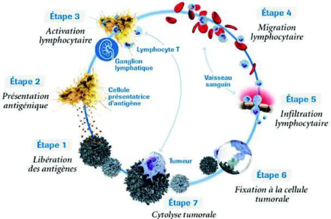 Figure 5 : Le cycle immunitaire anti-tumoral, d'après Roche 