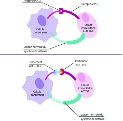 Figure 7 : Anti-PD-1 et anti-PD-L1, d'après l'Institut National du Cancer 