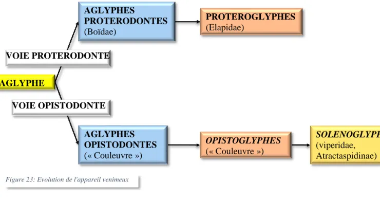 Figure 23: Evolution de l'appareil venimeux