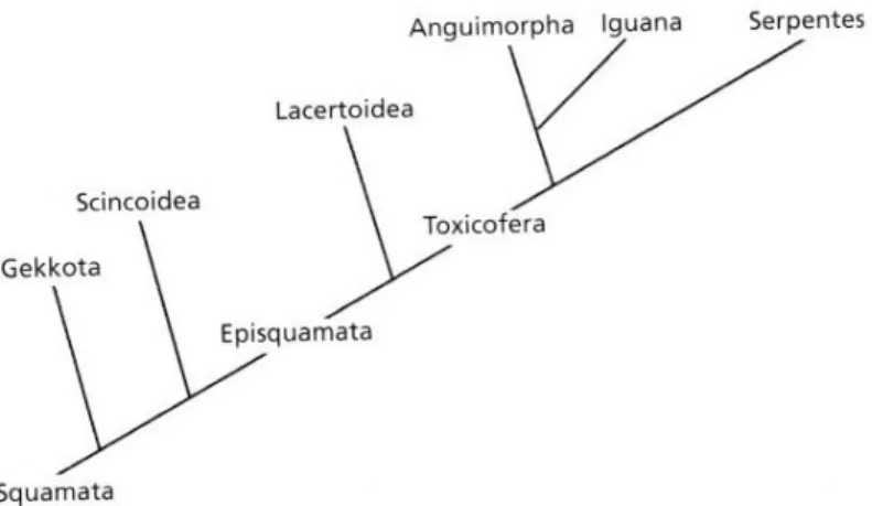 Figure 2 : Phylogénie et radiation des Squamates [1]. 