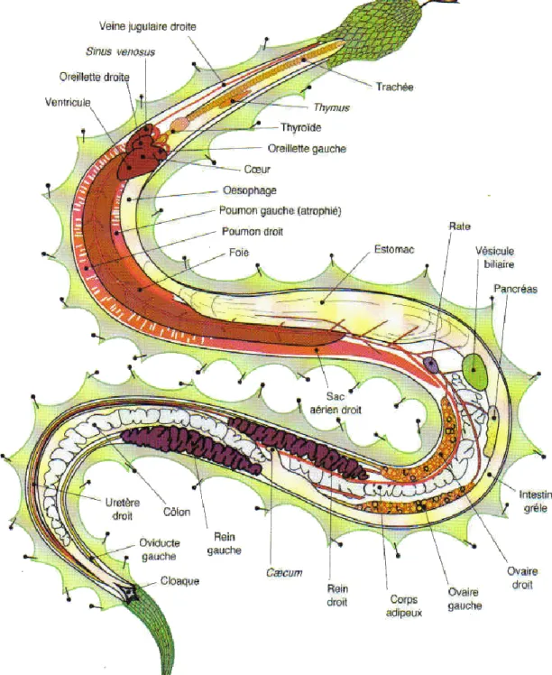 Figure 20: Anatomie interne d'un serpent [370]. 