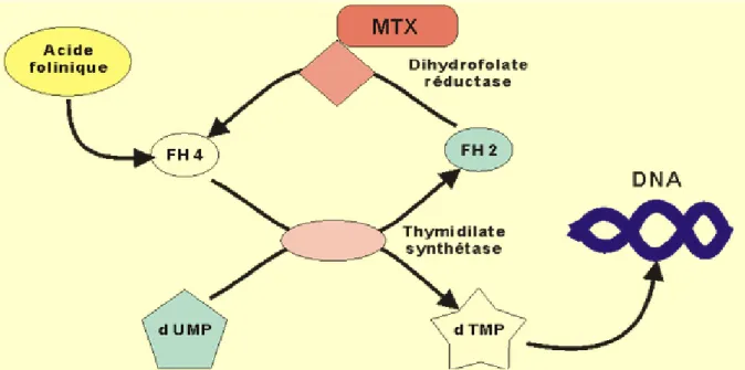 Figure 1 : Mécanisme d’action du méthotrexate (29) 