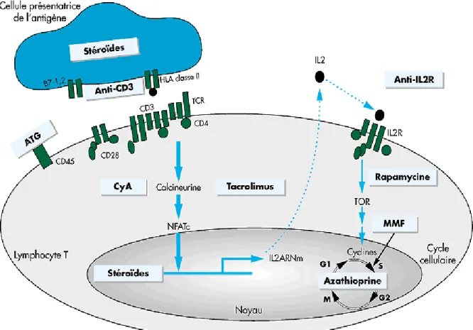 Figure 6 : Représentation schématique de la réaction allo-immune (77)  