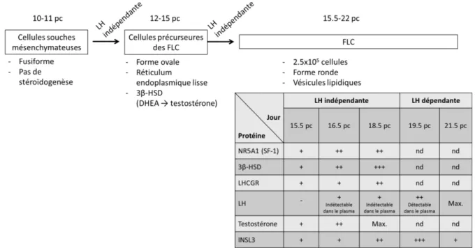 Figure 1.1 Représentation schématique des étapes de la différenciation des cellules  de la population de Leydig fœtale chez le rat