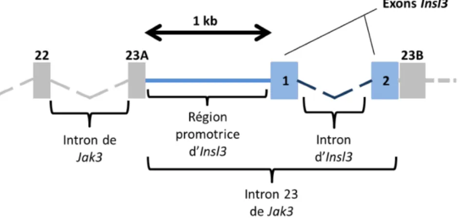Figure 1.4 Schéma illustrant l’emplacement du gène Insl3 dans l’intron 23 du gène  JAK3