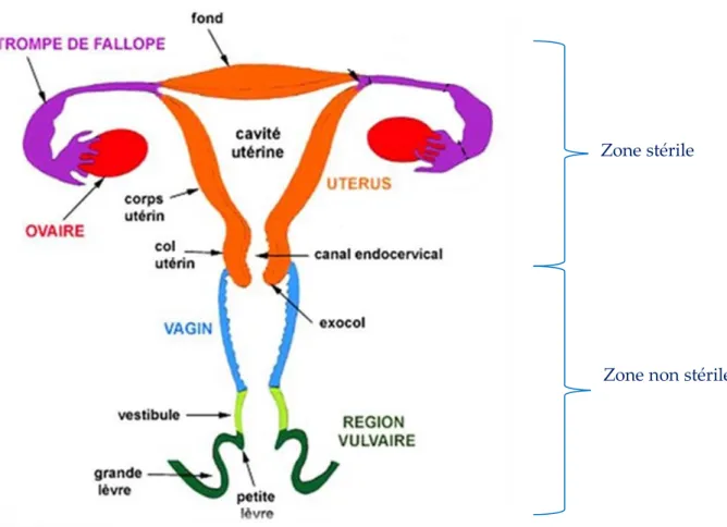 Figure 1 : L'appareil génital féminin en coupe frontal (d’après site internet n°1  1 ) 