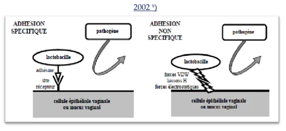 Figure 5 : Mécanismes d’adhésion des lactobacilles à la muqueuse vaginale (d’après Lepargneur  2002  9 )  