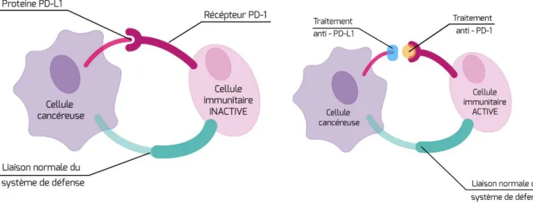 Figure 8 : L’exemple des anti-PD-1 ou anti-PD-L1 (nivolumab et pembrolizumab) 26