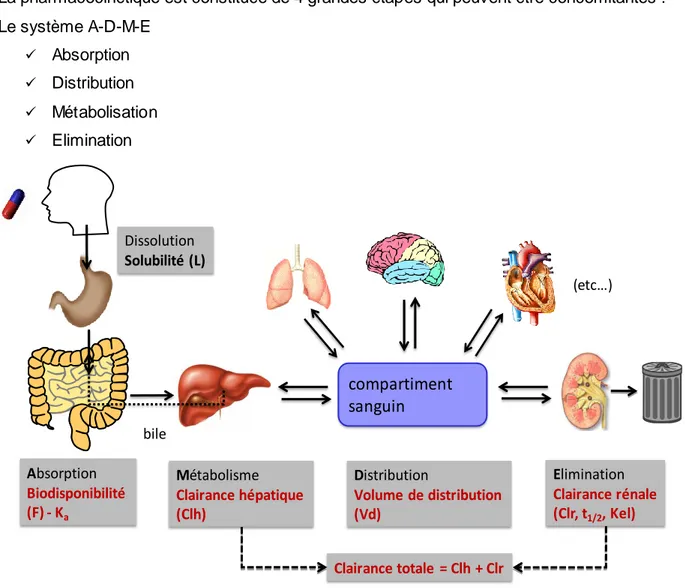 Figure 9 : Les différentes étapes de la pharmacocinétique (système A-D-M-E) 