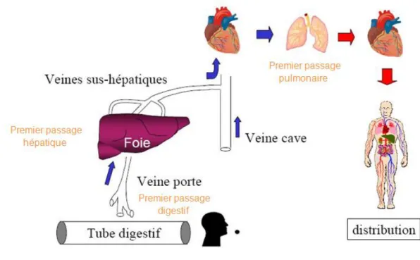 Figure 10 : L’effet de premier passage 6