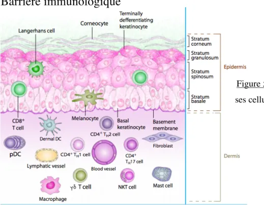 Figure 5 : Schéma de la peau et de  ses cellules immunitaires  (wikipedia)
