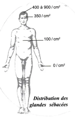 Figure 7 : Distribution des glandes sébacées sur le corps humain  (sante-medecine) 