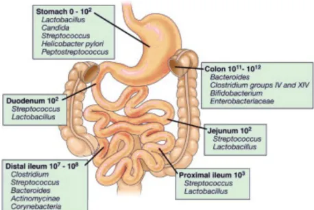 Figure 9: Composition du microbiome intestinal selon la localisation  (wikipedia) 