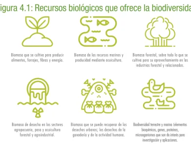 Figura 4.1: Recursos biológicos que ofrece la biodiversidad.