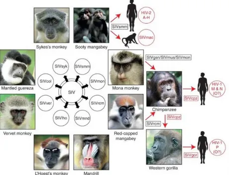 Figure 2 : Apparentés des différents virus de l’immunodéficience humains et simiens d’après Sharp (16)
