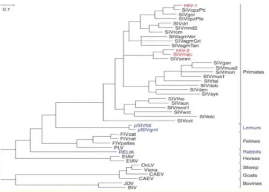 Figure 3 : Arbre phylogénique des lentivirus d’après Sharp (16). 