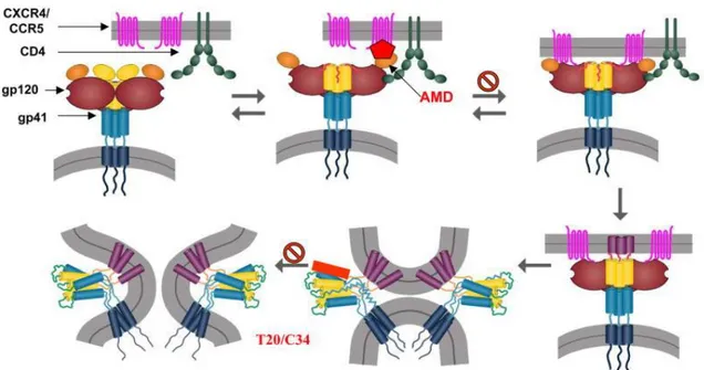 Figure 5 : séquences impliquées dans la fusion du virus à la cellule hôte 