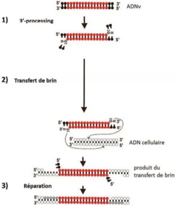 Figure 7 : Mécanismes de l’intégration de l’ADN viral dans le génome de la cellule hôte d’après  Kempf (31) 