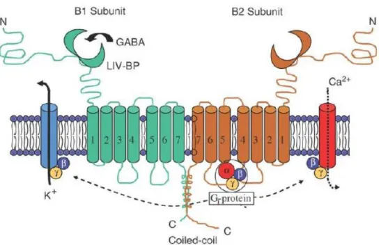 Figure 10 : Structure du récepteur GABAB sur les neurones présynaptiques 