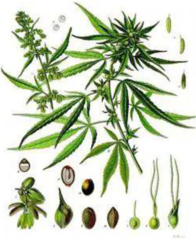 Figure 2 : Planche botanique de Cannabis sativa L. (113) 