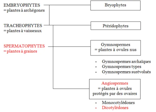 Figure 3 : Schéma de la classification des embryophytes ou plantes terrestres (1). 