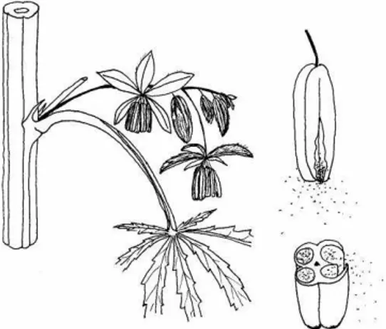 Figure 12 : Les plantes mâles de Cannabis sativa L. (6). 