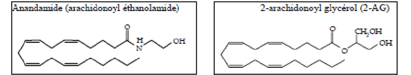 Figure 14  : Structure de l’anandamide et du 2 -arachidonoyl glycérol. 