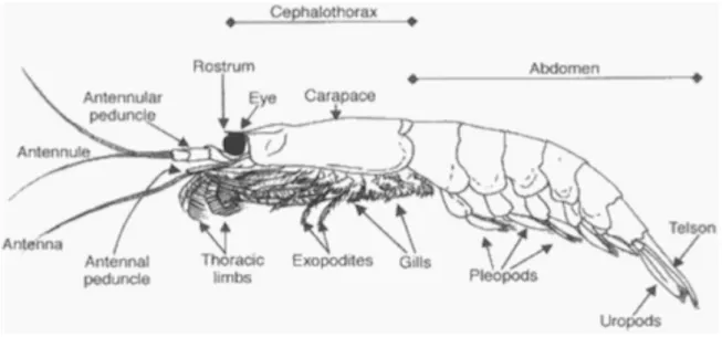 Figure 2 : Organisation morphologique des Euphausidés, selon Backer.