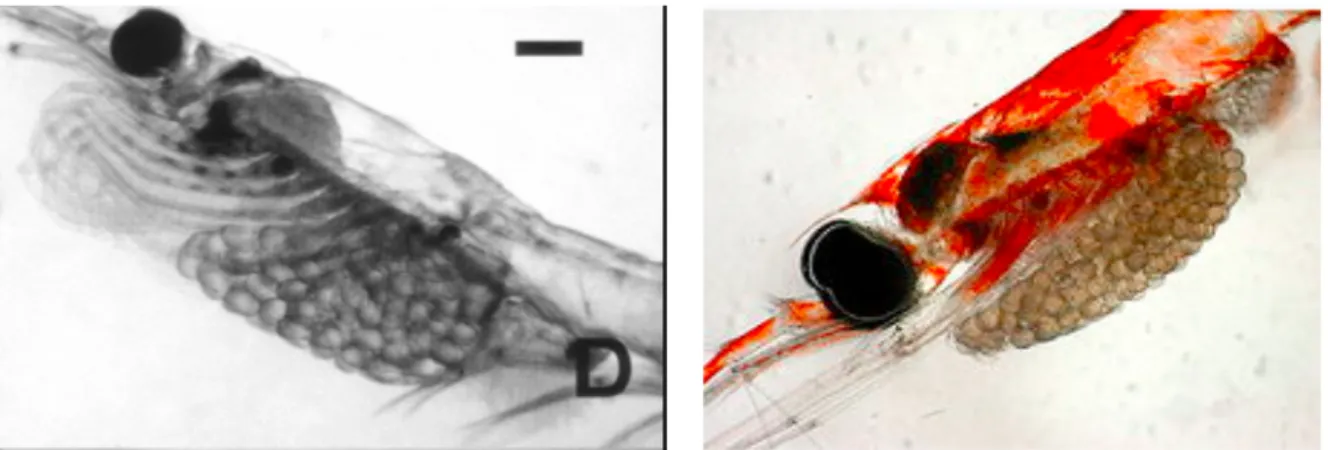 Figure 11 : Illustration des œufs collés sous le céphalothorax (sac de couvée)              La tête de Nyctiphanes simplex                                        La femelle de Nematoscelis difficilis  