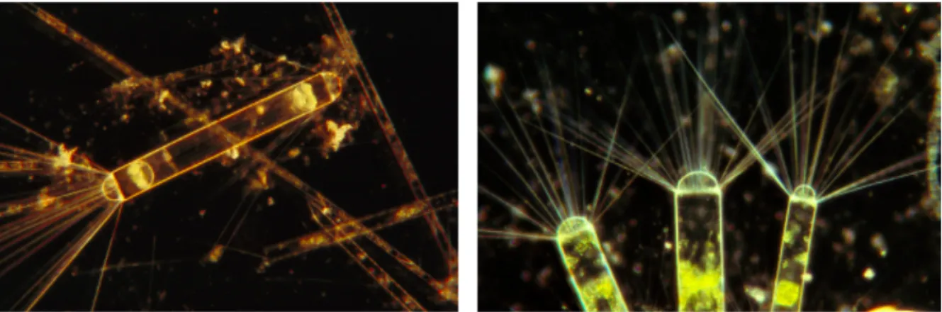 Fig 20 : Diatomées, phytoplanctons nourritures d’Euphausia superba (Flip Nicklin/ Minden pictures)