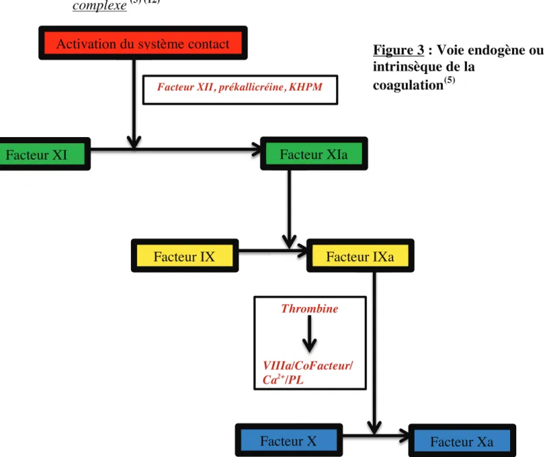 Figure 3 : Voie endogène ou  intrinsèque de la 