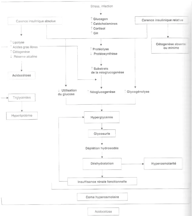 Figure 13 : Physiopathologie des complications aiguës causées par l’hyperglycémie (45) 