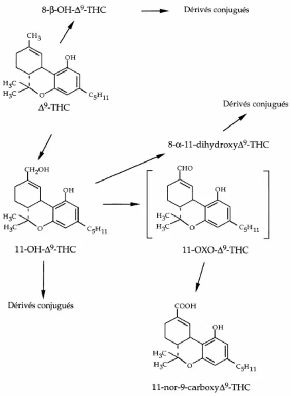 Figure 10: Principales voies métaboliques du ∆9 -THC (d’après Garrett, 