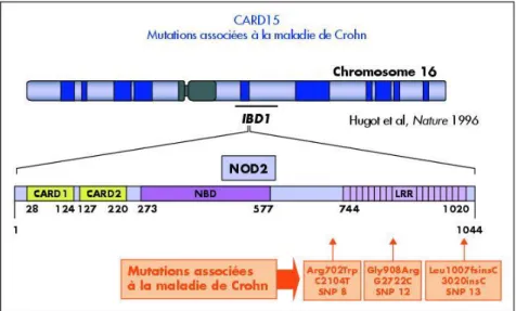 Figure 2 : Structure du gène et de la protéine NOD2/CARD15(15) 