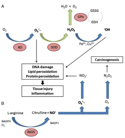 Figure 9. Les effets du stress oxydant sur l’inflammation d’après VERSCHUERE et al. 