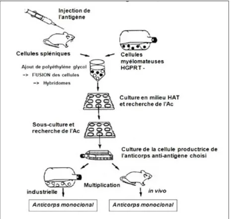 Figure 5: Procédé de fabrication d’un Acm spécifique d’un antigène selon Köhler et  Milstein