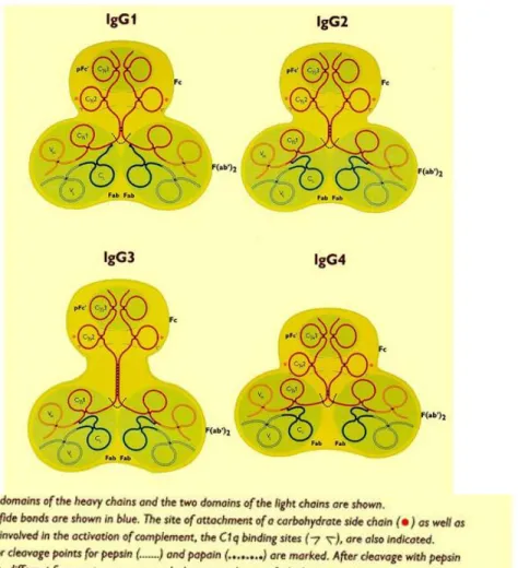 Figure 13: représentation schématiques des 4 sous classes d’IgGs. [126] 