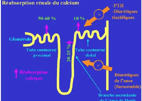 Figure 4 : Réabsorption rénale du calcium (9) 