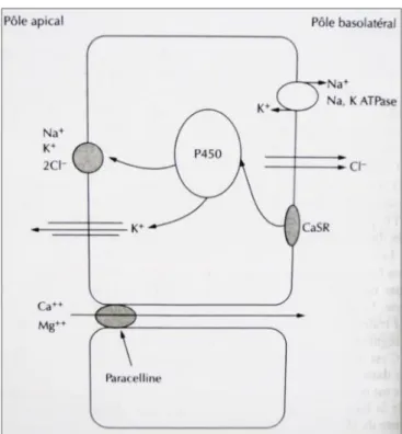 Tableau 3: Facteurs impliqués dans la relation calcémie/calciurie (8), (9), (10)  Facteurs  Nature de l’effet (« → » =  « induit ») 